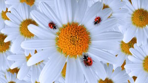 Ромашки и жучки