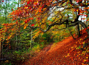 Заросший парк