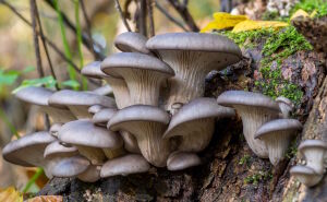 Вёшенка обыкновенная