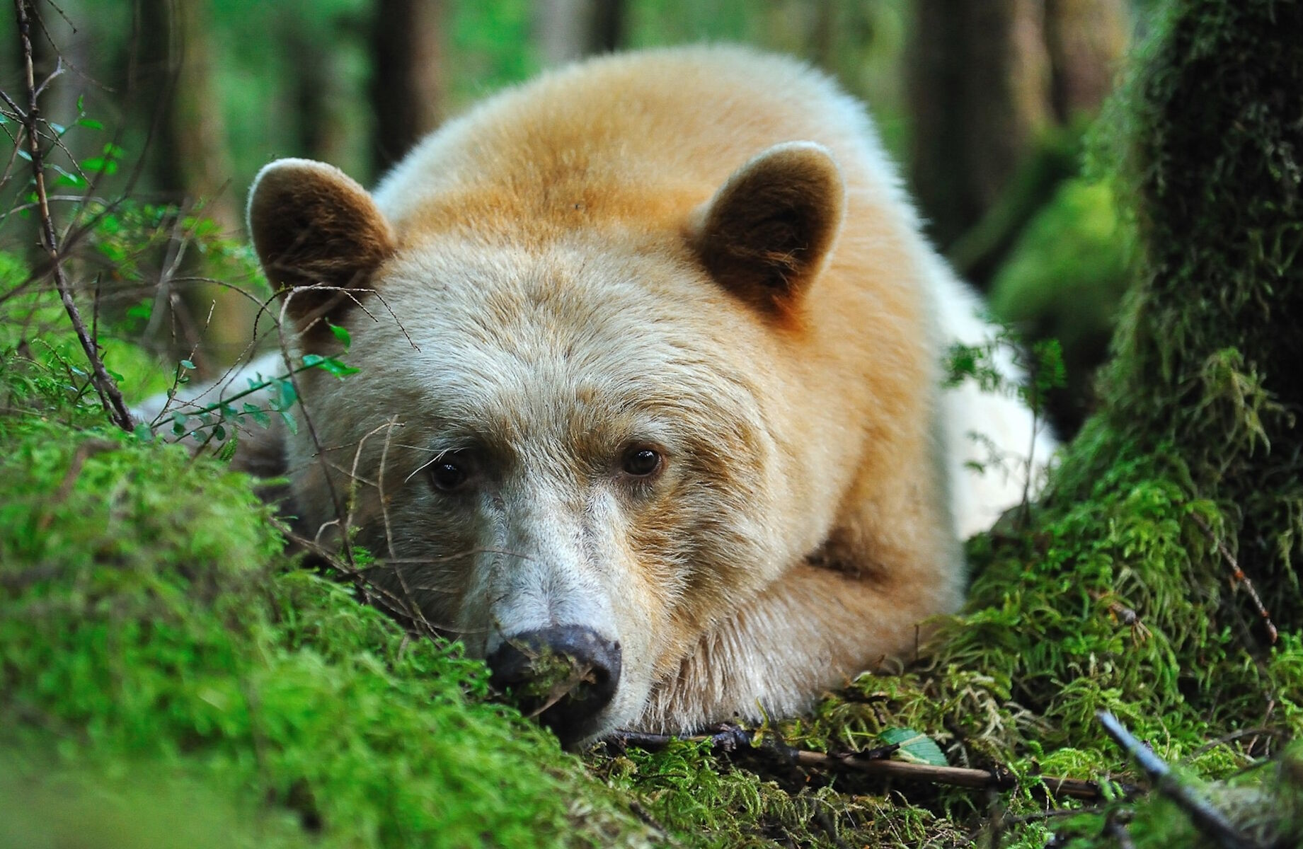 Кермодский бурый медведь. Кермод (кермодский медведь). Кермодский бурый медведь белый. Бурый медведь альбинос.