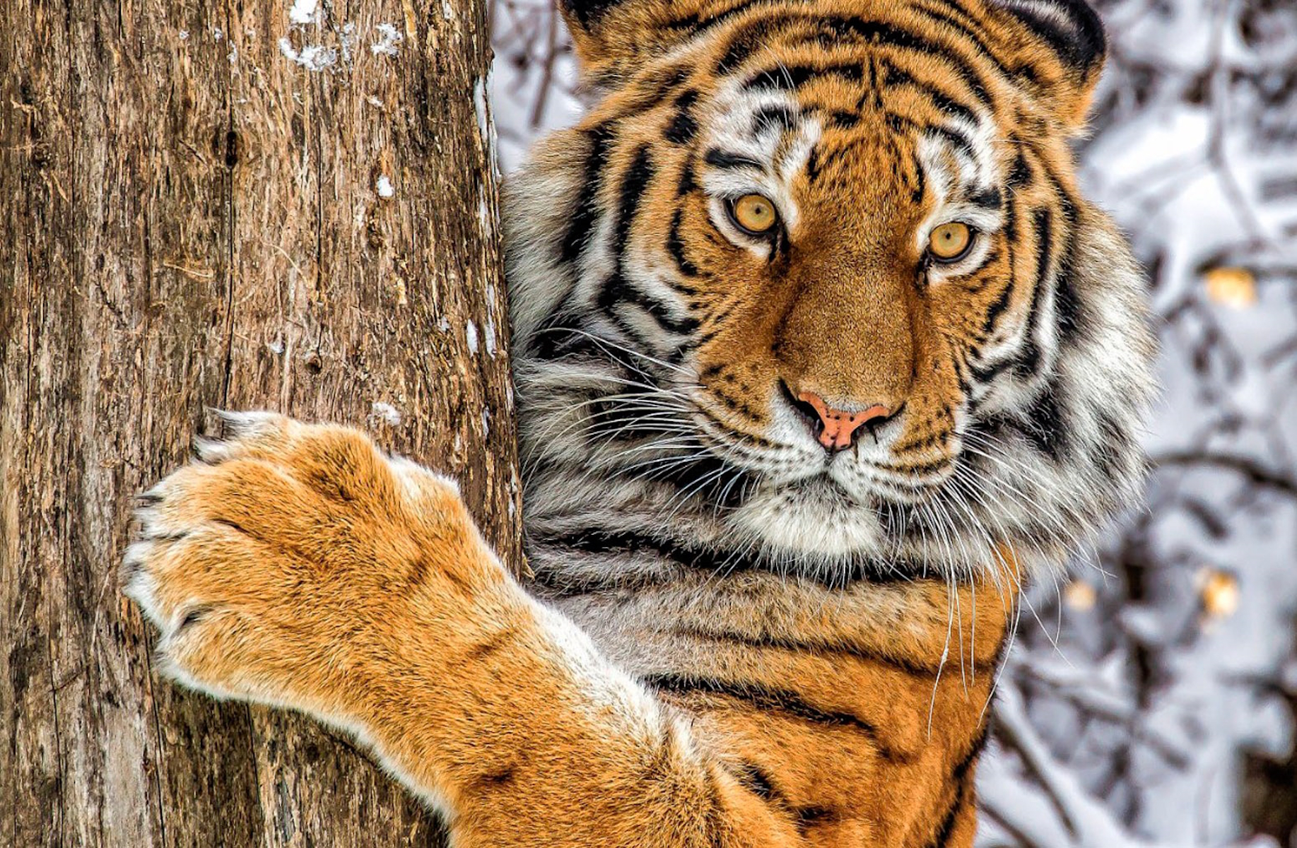 Наблюдая тигра