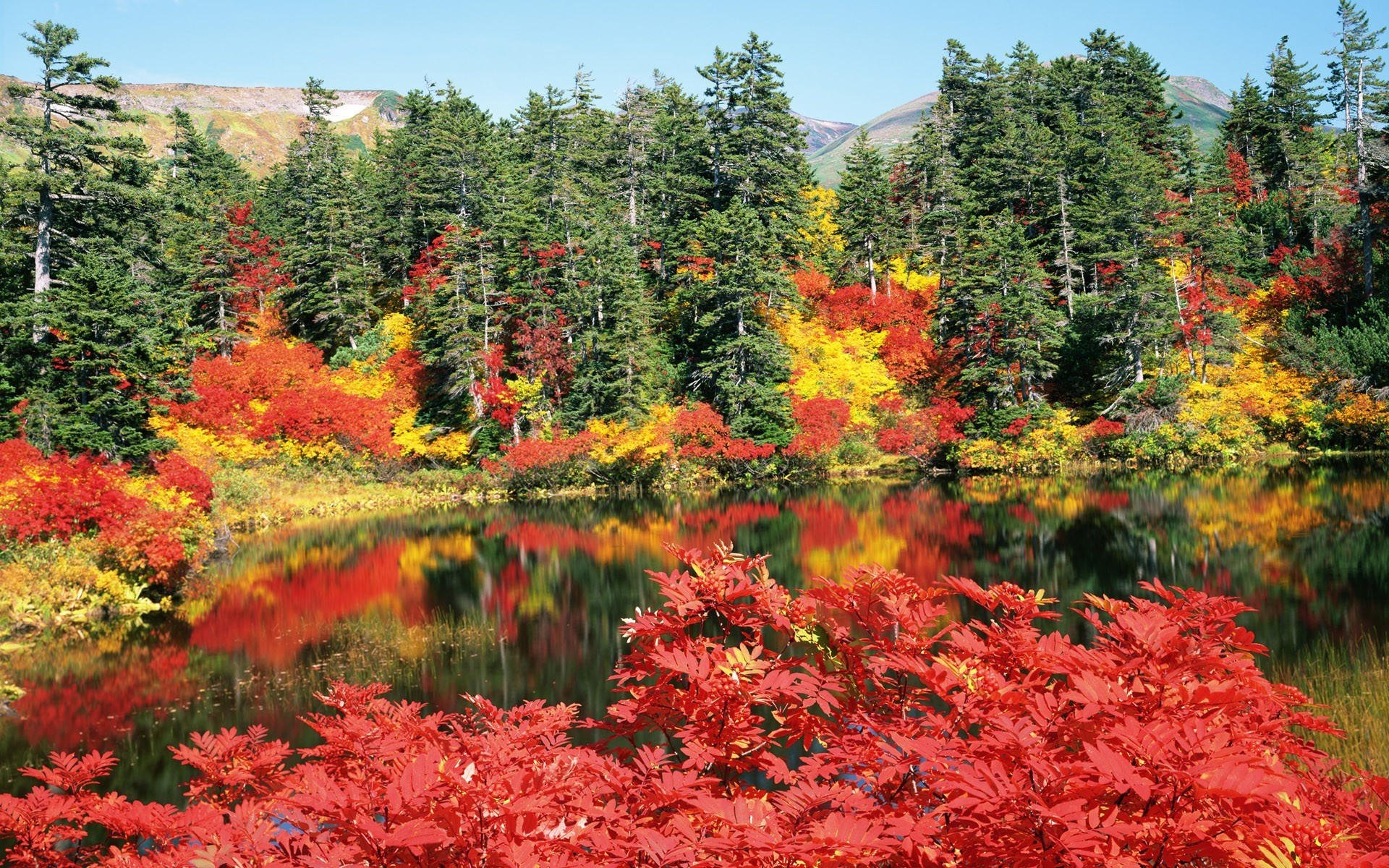 Разноцветный осенний лес