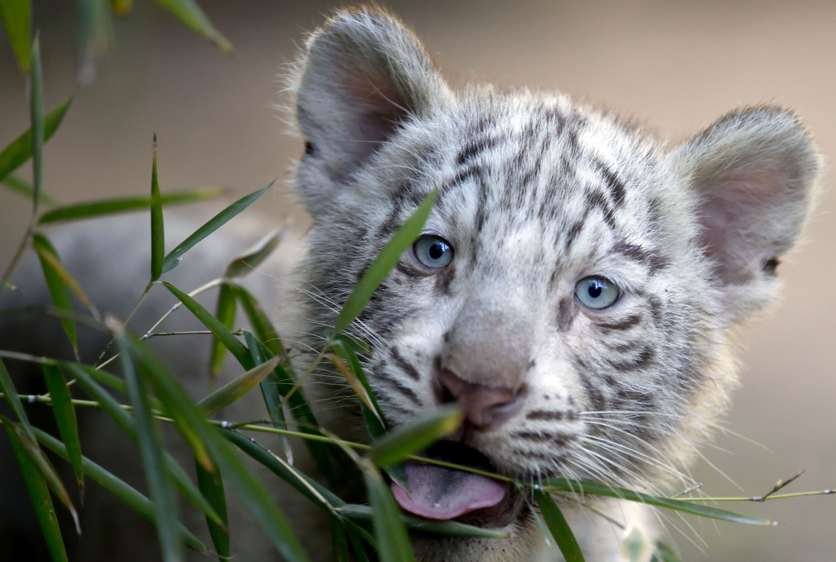 Белый тигр малыш