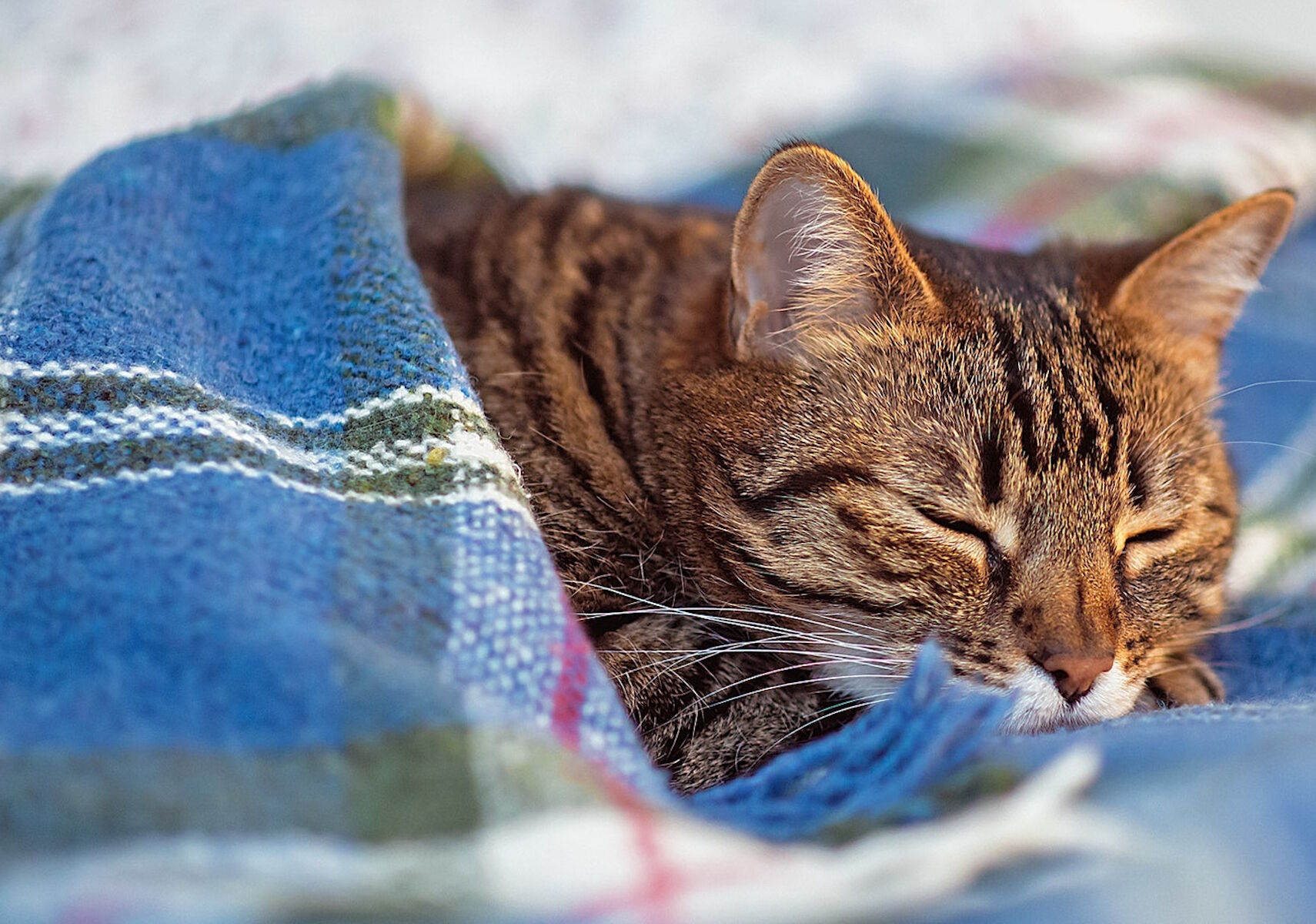 Пазл спящий кот - разгадать онлайн из раздела Животные бесплатно