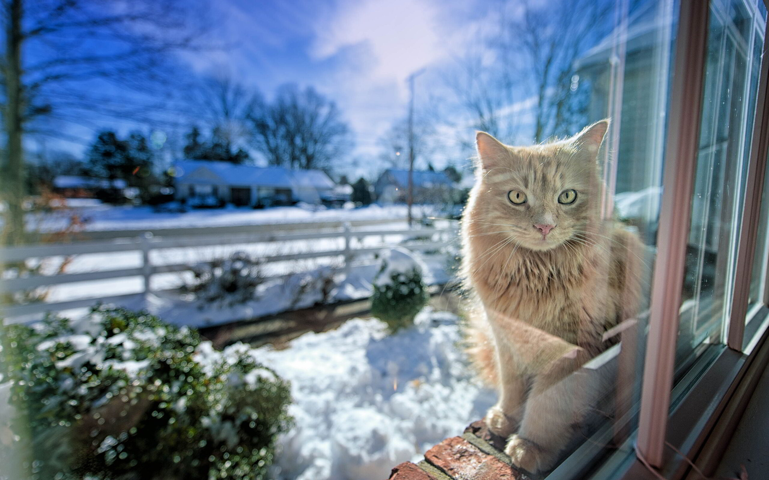 Тепло снежок. Зимний кот. Кошка на окне. Снег за окном.