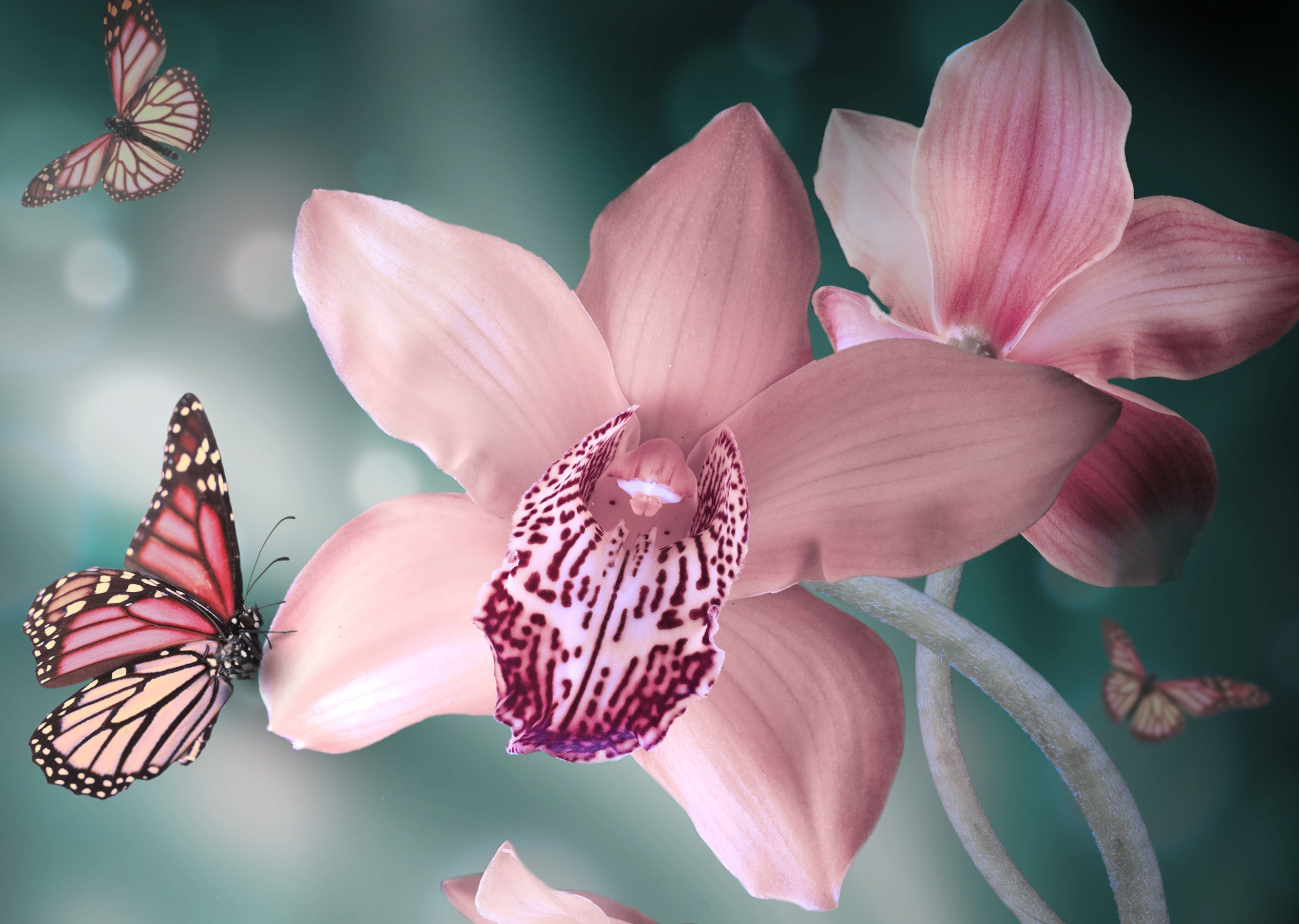 Розовые орхидеи и бабочки