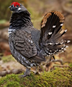 Каменный рябчик