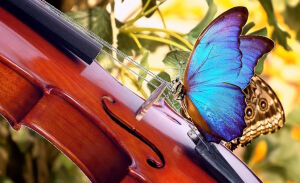 Бабочка на скрипке