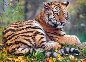 Малыш тигр