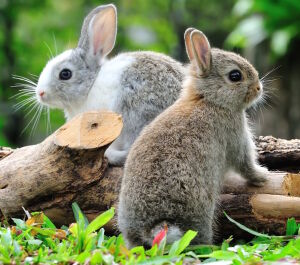 Два зайчика