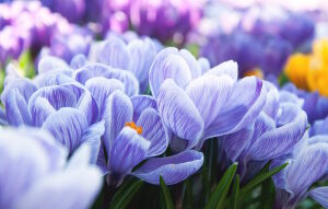 Фиолетовые весенние цветы