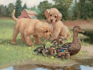 Любопытные щенки