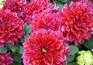 Цветы георгины