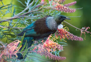 Новозеландский туи