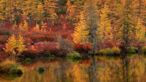 Рыжая осень