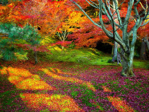 Прекрасная осень