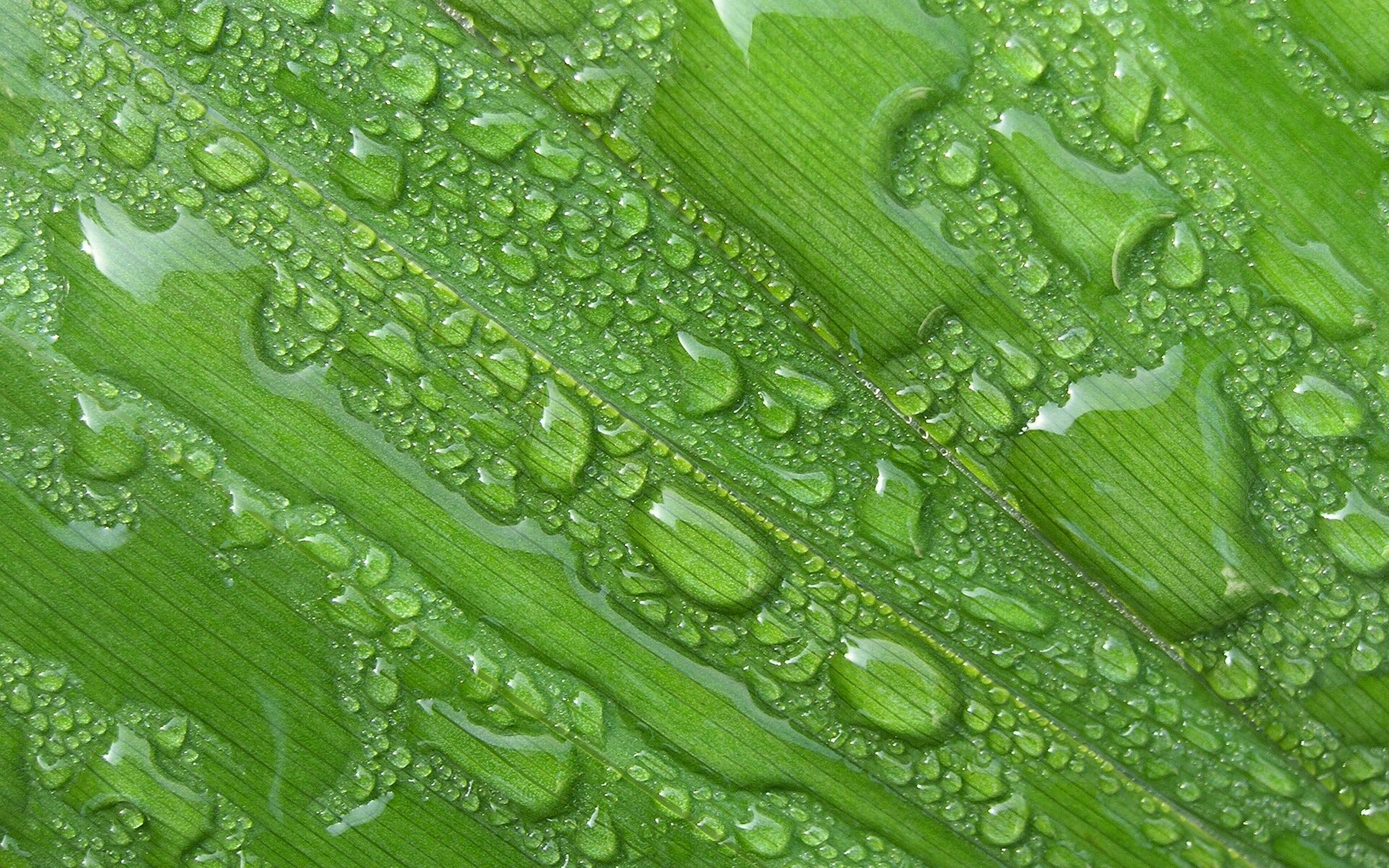 Вода на листе