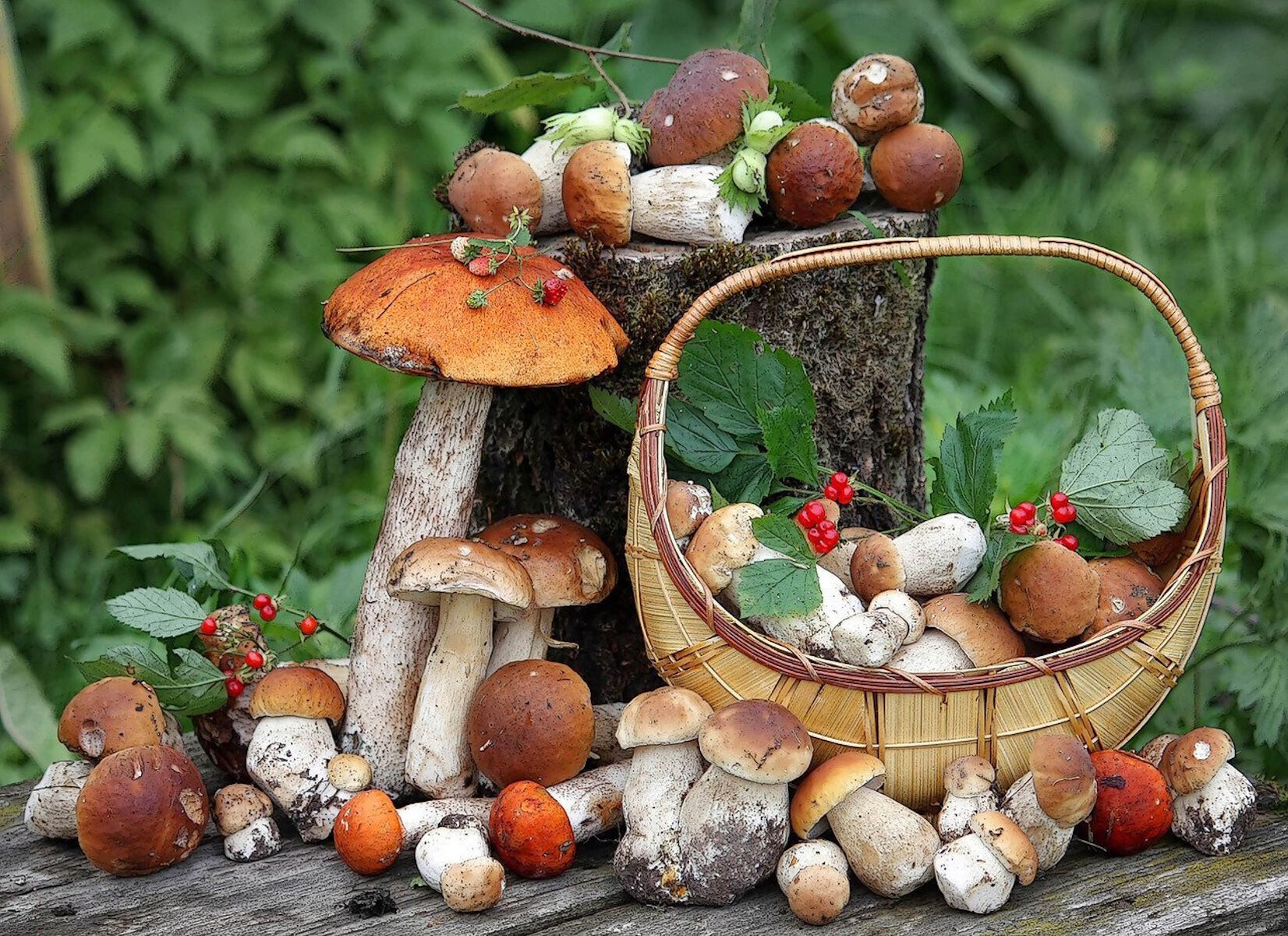 Грибы для людей и природы. Грибы и ягоды. Корзинка с грибами и ягодами. Осенние дары леса. Лесные ягоды и грибы.