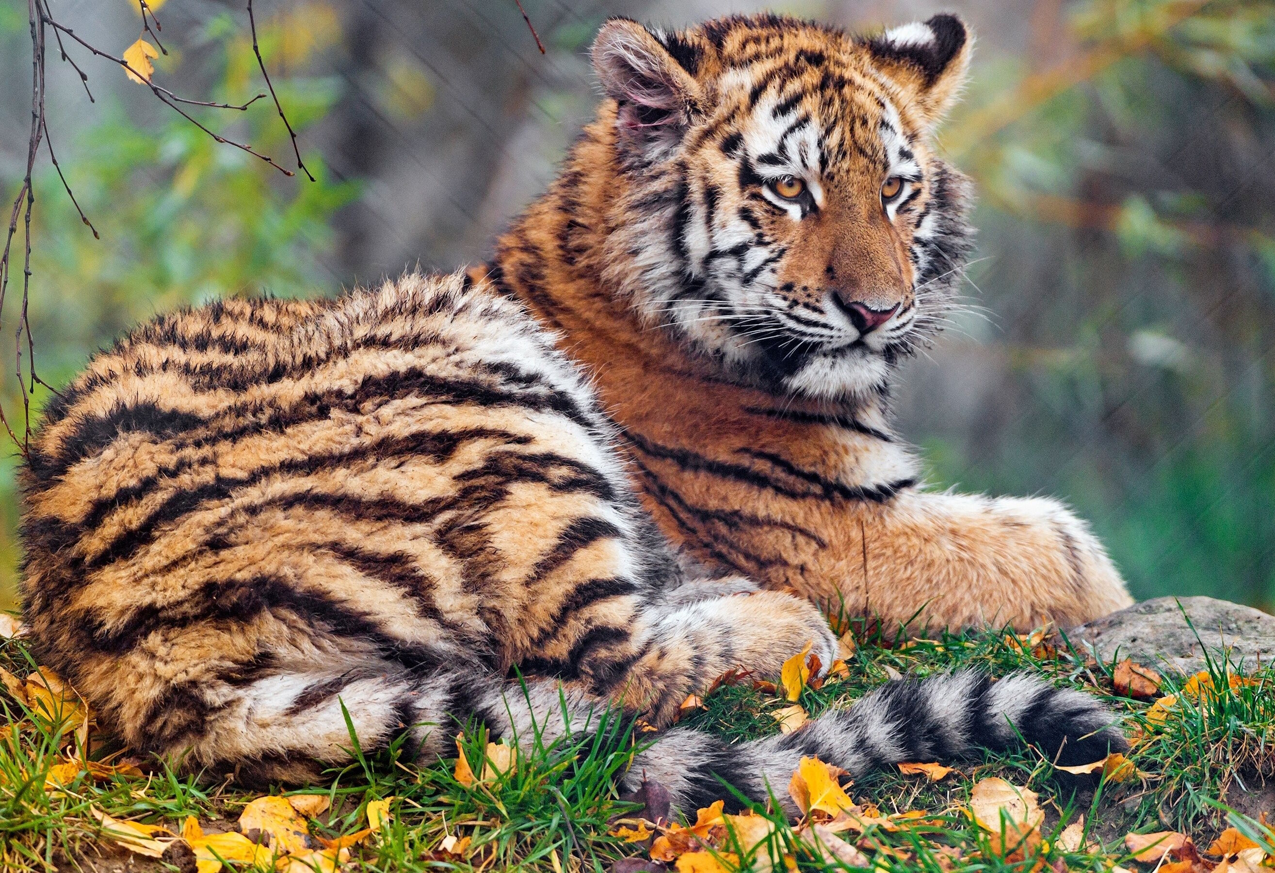 Тигр и листья