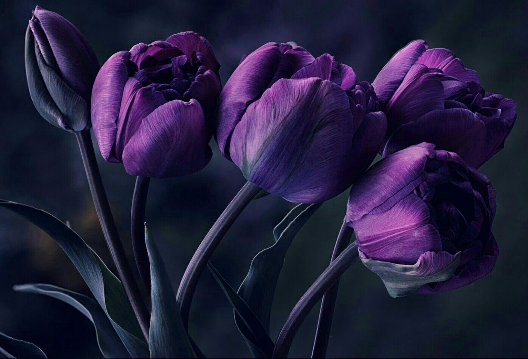 Пазл темные тюльпаны - разгадать онлайн из раздела Цветы бесплатно
