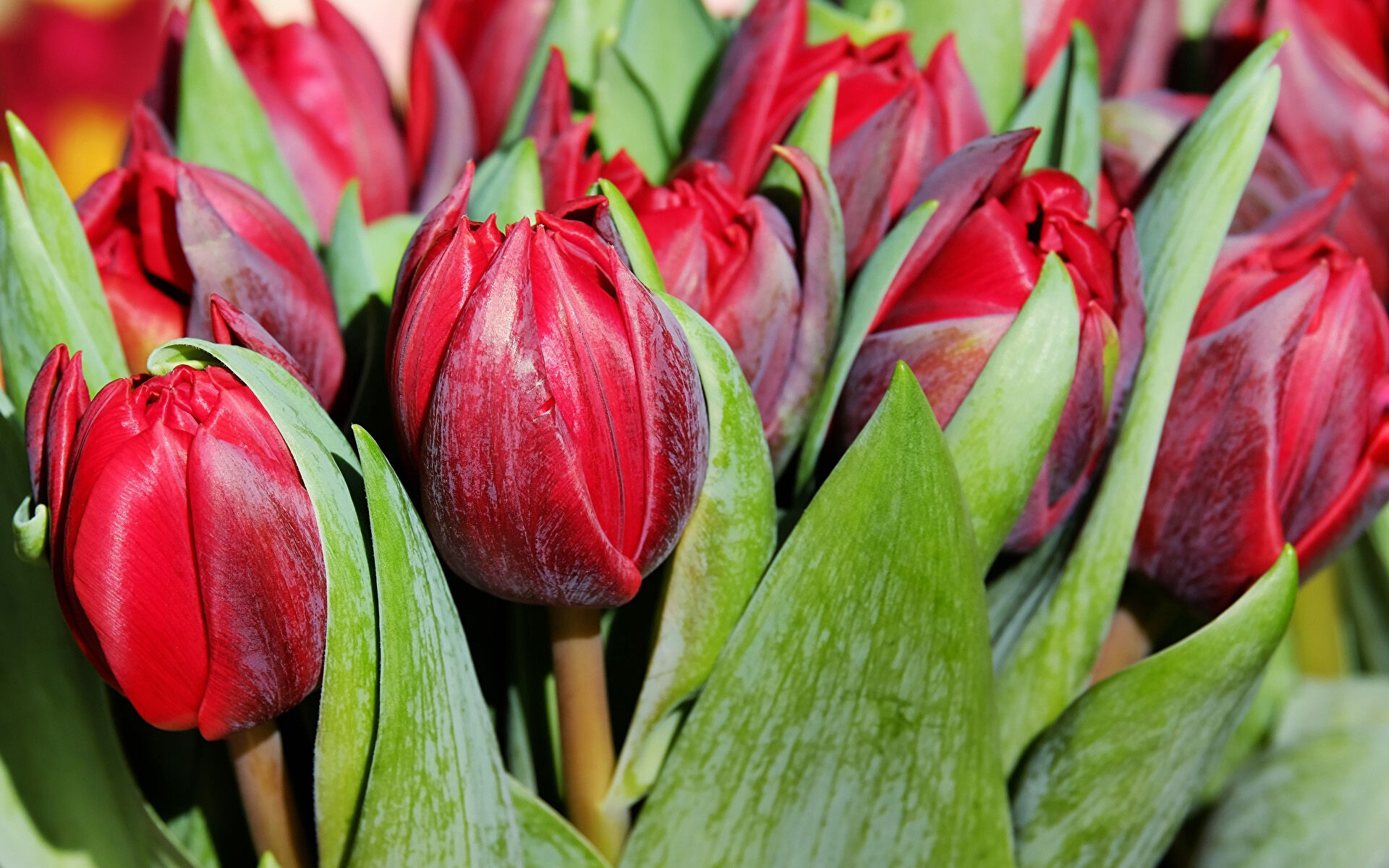 Бордовые тюльпаны