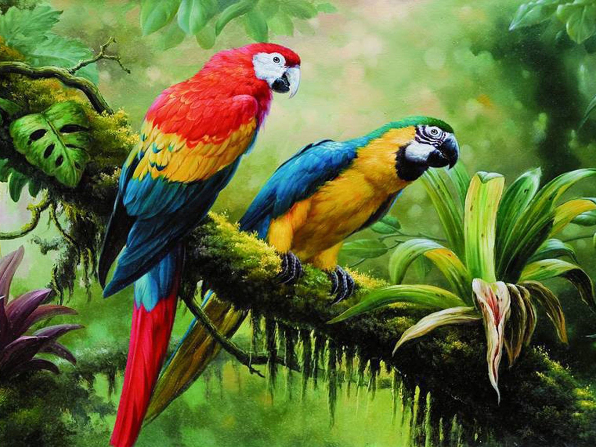 Цветные попугаи