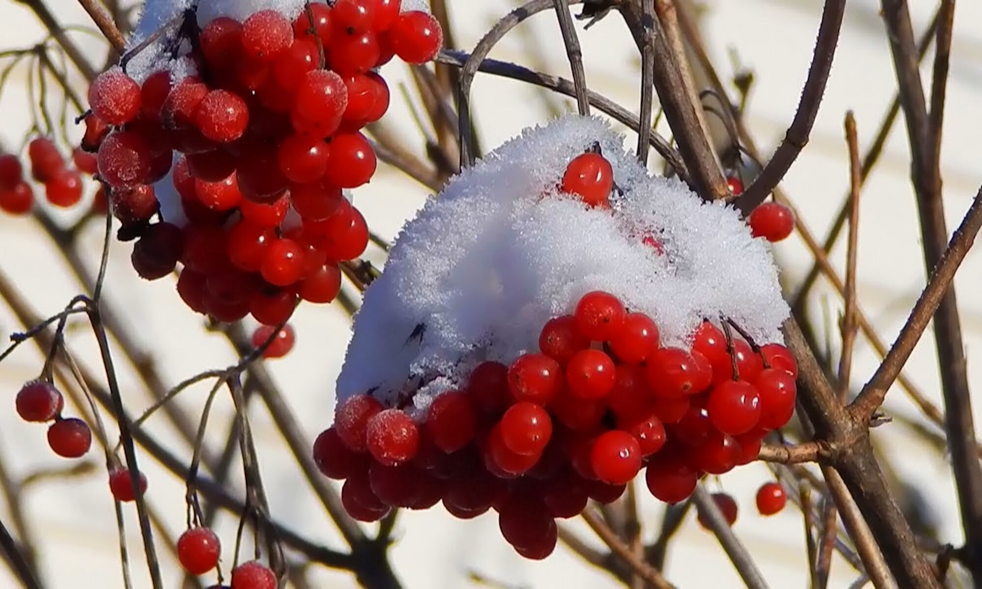 Хорошее зимнее видео. Бузина красная зимой. Бузина красная дерево. Куст бузины красной зимой. Зимующая Бузина.