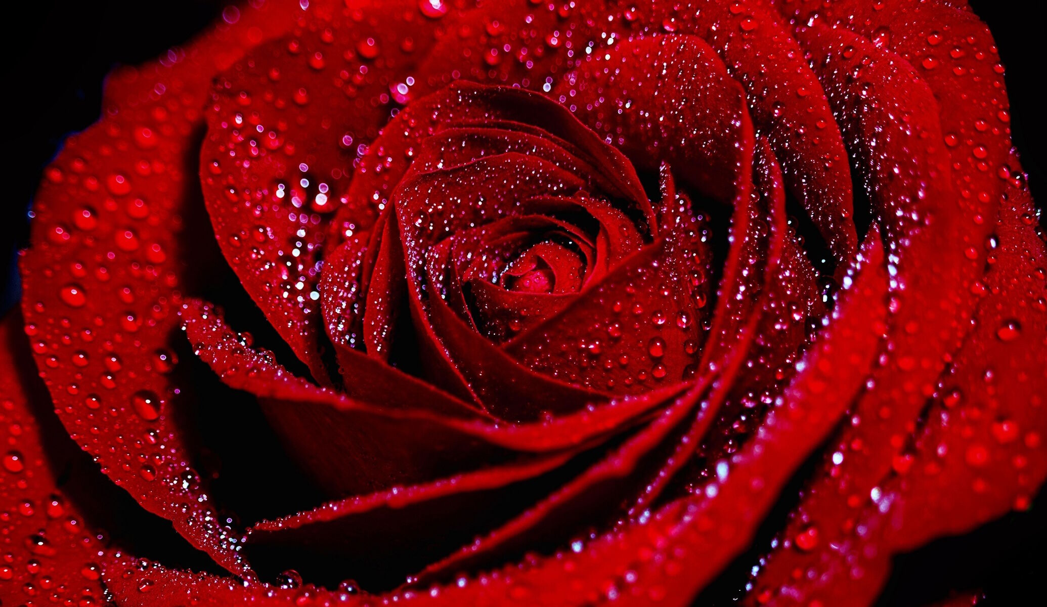 Красная роза в каплях