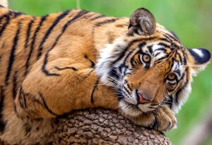 Задумчивый тигр