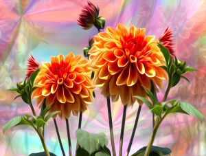 Георгины рисованные