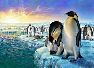 Семейство пингвинов