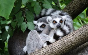 Пара лемуров