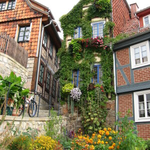 Цветущий дом