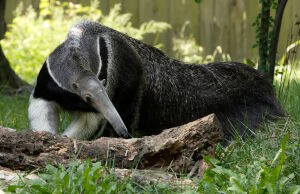 Гигантский муравьед