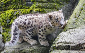 Комочек в пятнах