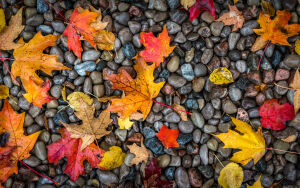Листья на камушках
