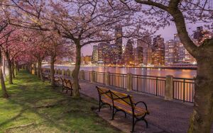 Сиреневый город