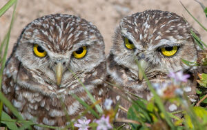 Суровые сычи