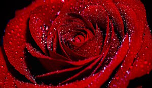 Красная роза в каплях