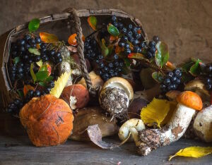 Грибы и черноплодка