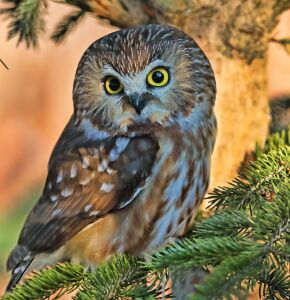 Североамериканский сыч