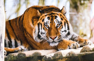 Большой тигр