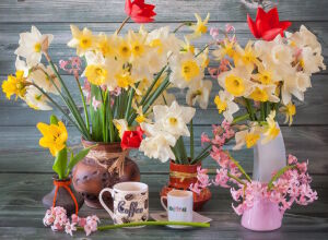 Нарцисс букетный