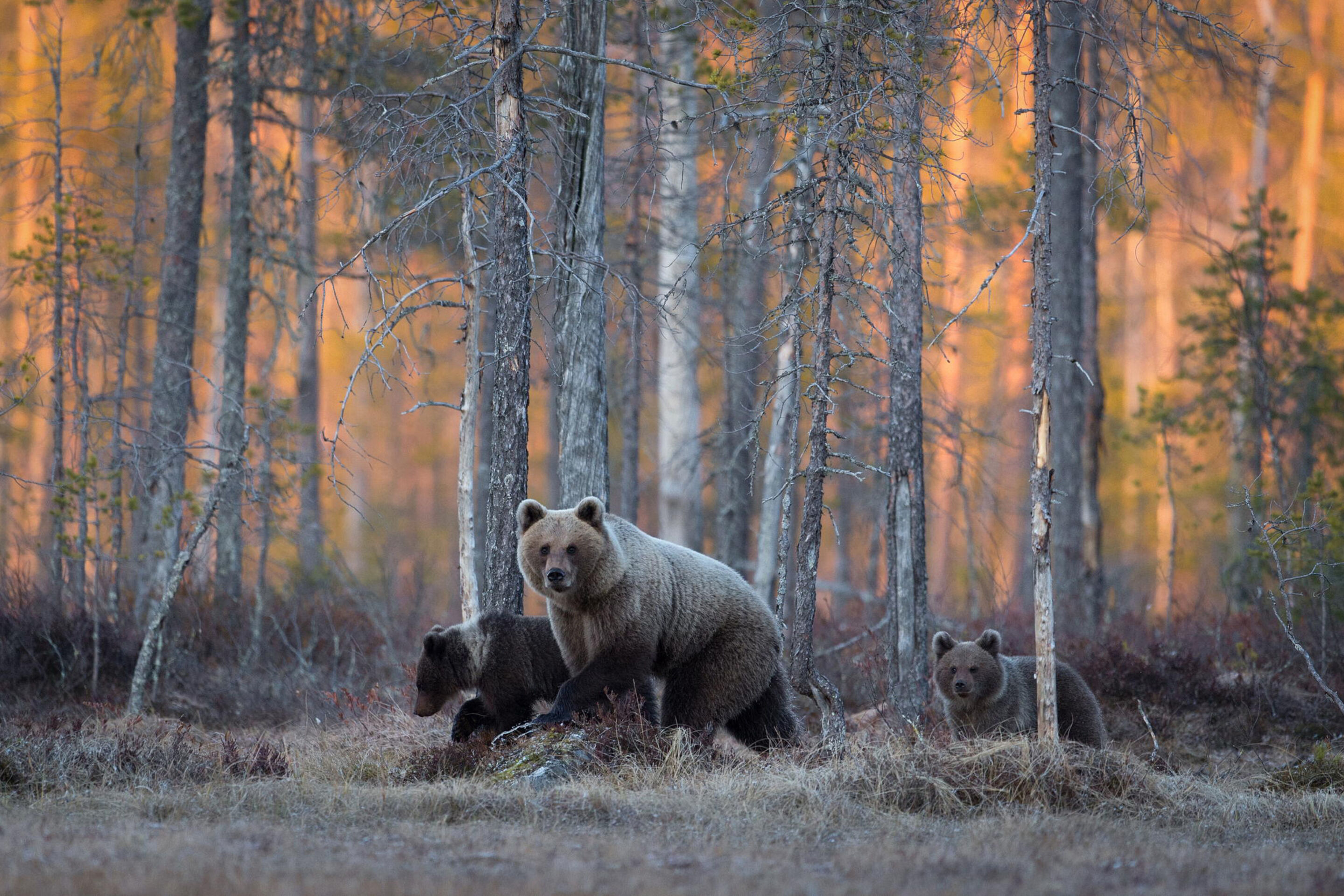 Wildlife на русском. Бурый медведь Уссурийская Тайга. "Медведи в лесу" Kim Norlien. Бурый медведь в тайге. Сибирский, Таежный, Лесной, дикий.