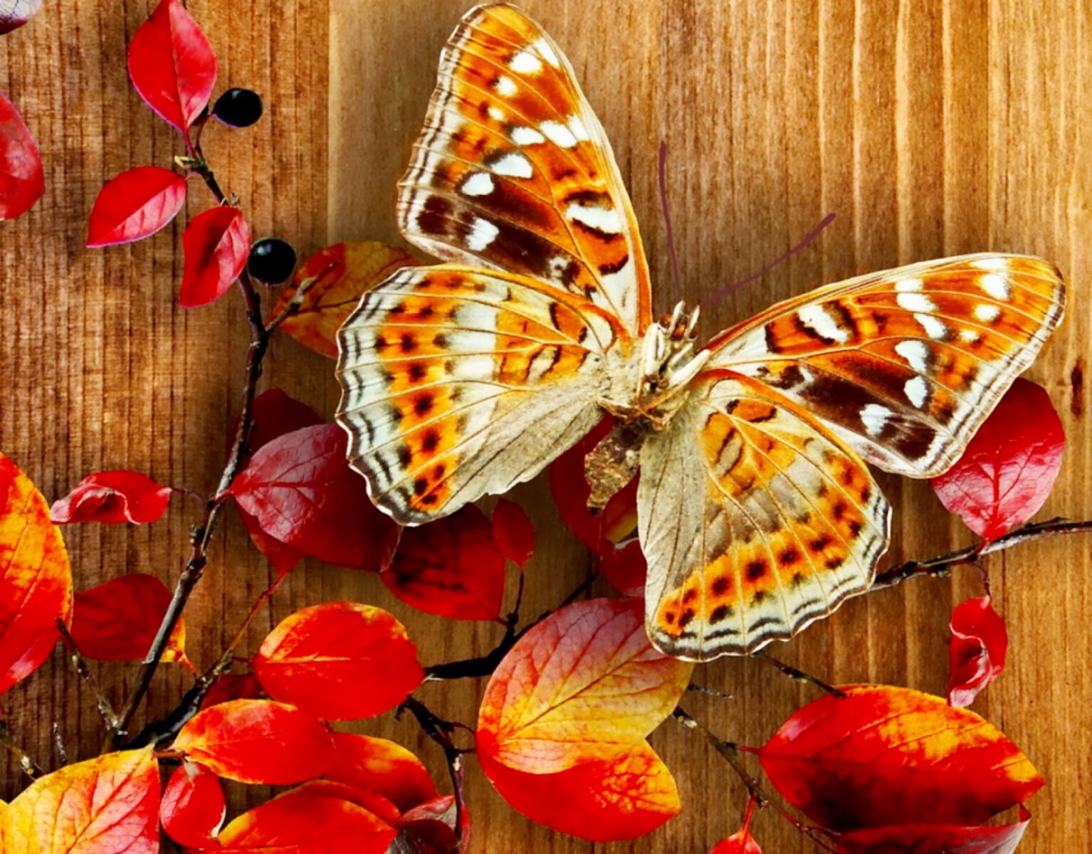 Бабочка и листья