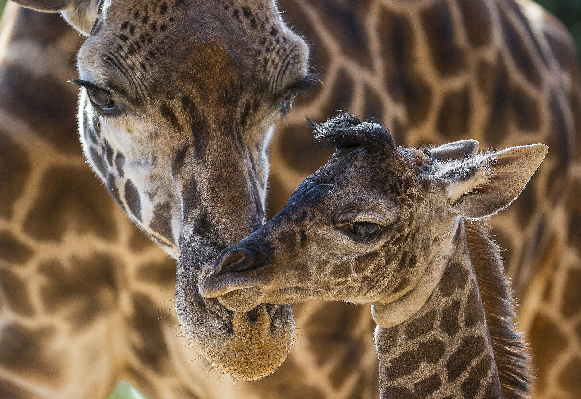 Жирафик и мама