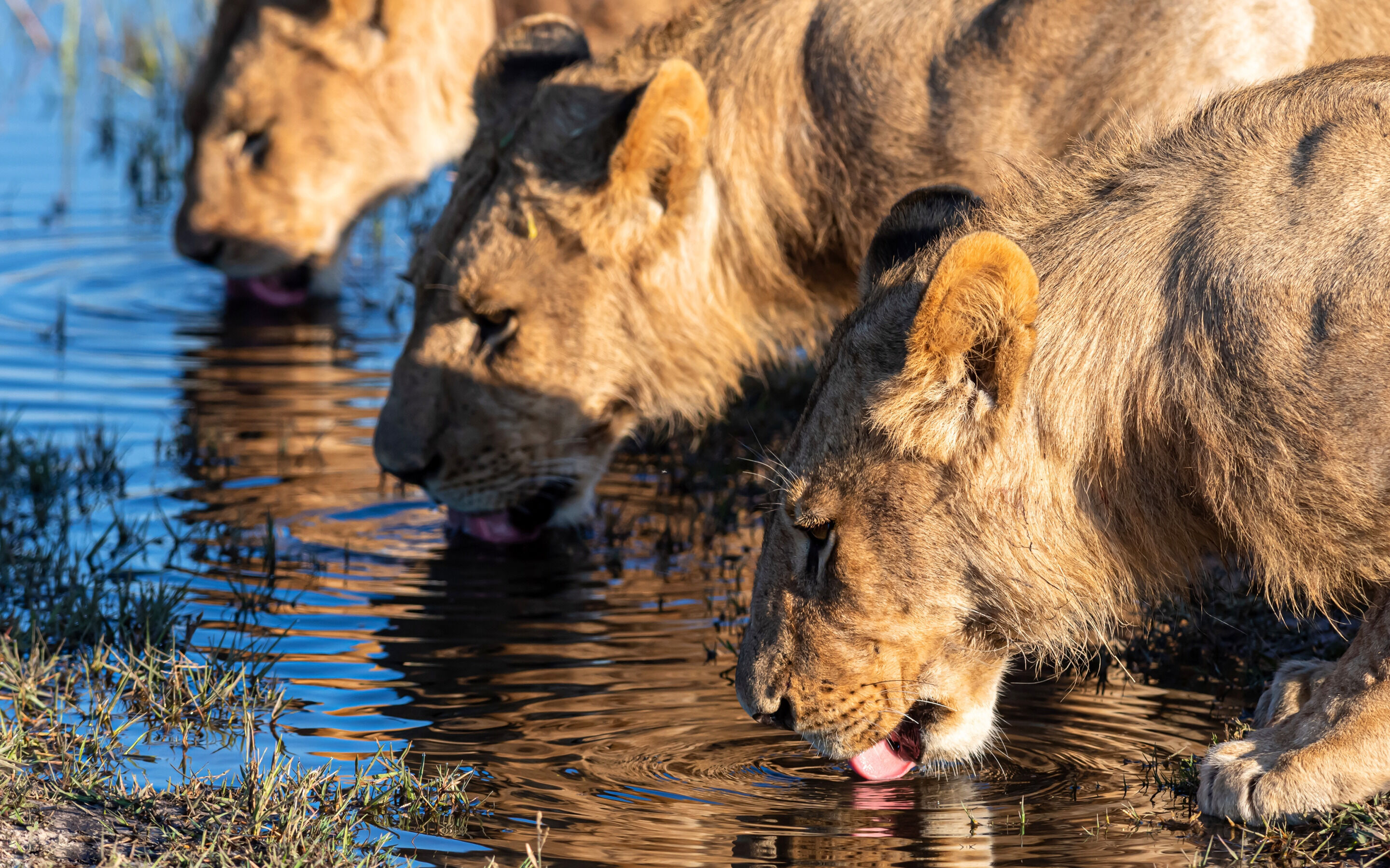 Львы у воды