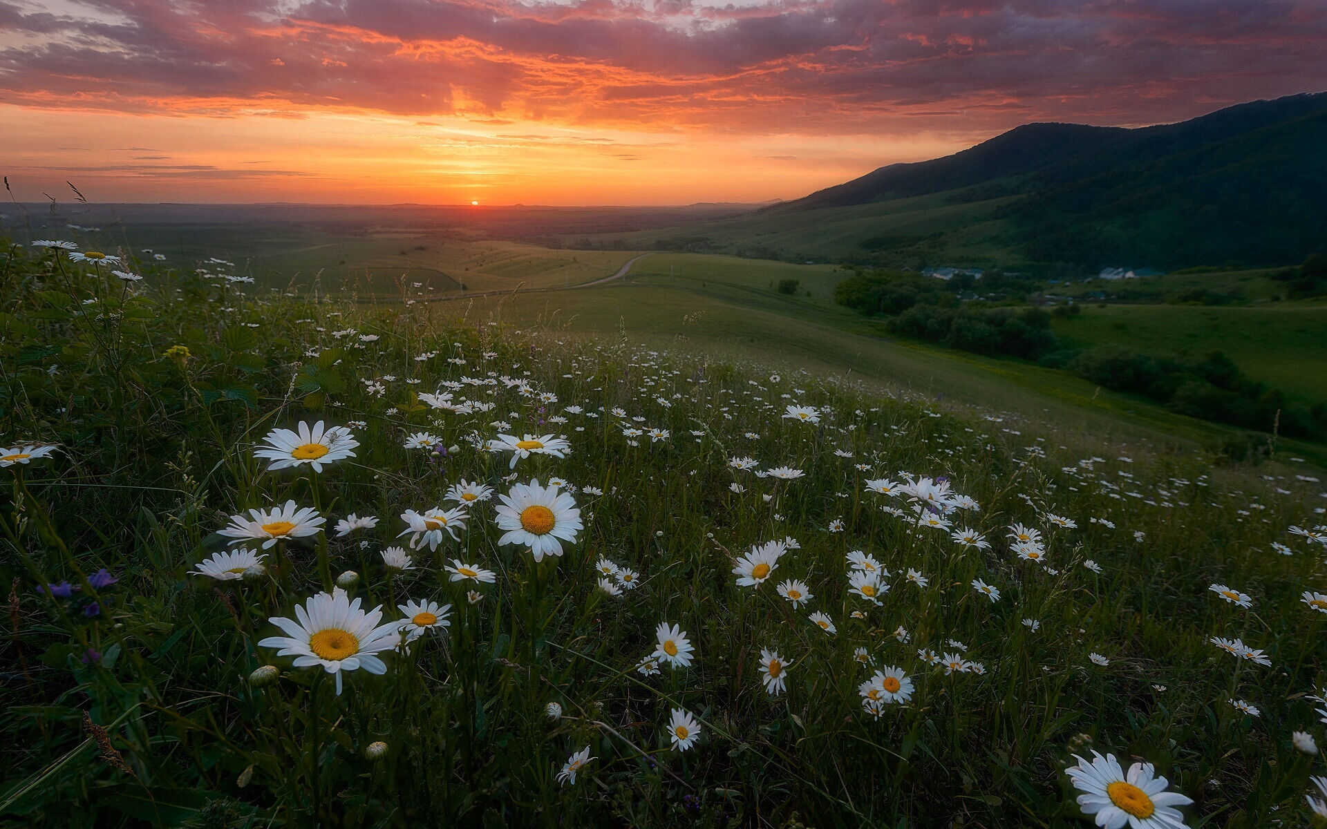 Поле с ромашками