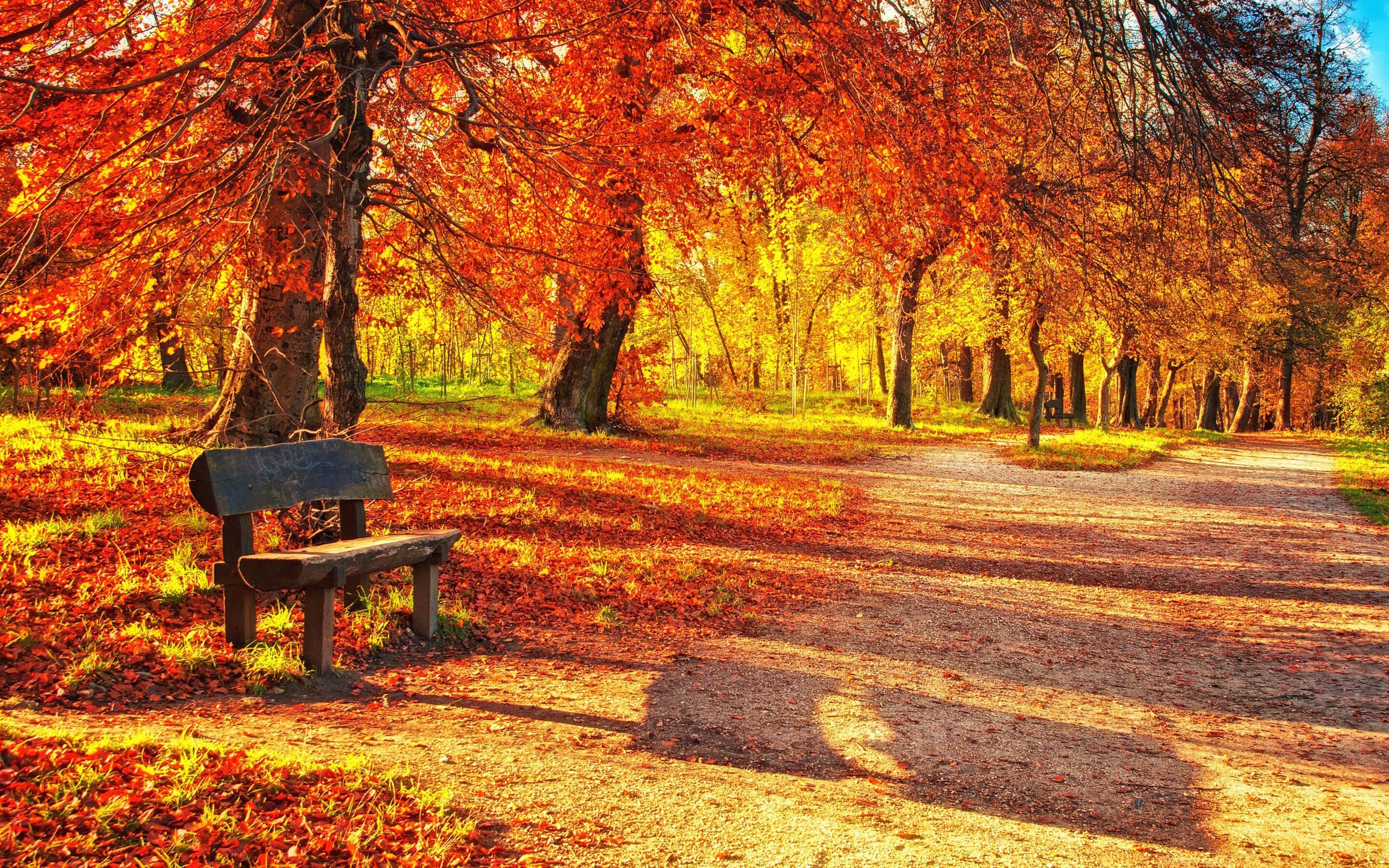 Куз тимэсен. Осенний парк. Красивая осень. Золотая осень. Обои осень.