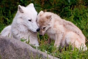 Полярные волки